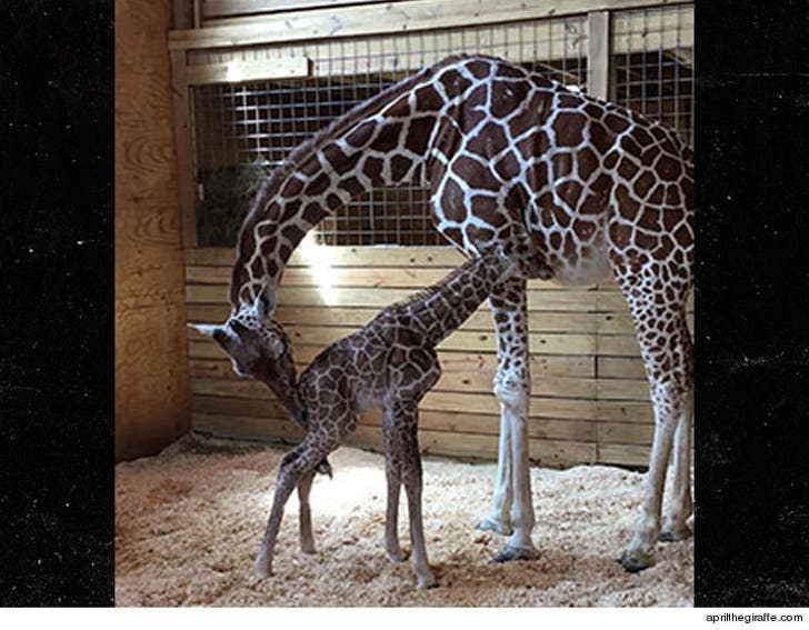 April the Giraffe Seeking New Sponsors for Baby Naming and :: 0419-april-the-giraffe-4