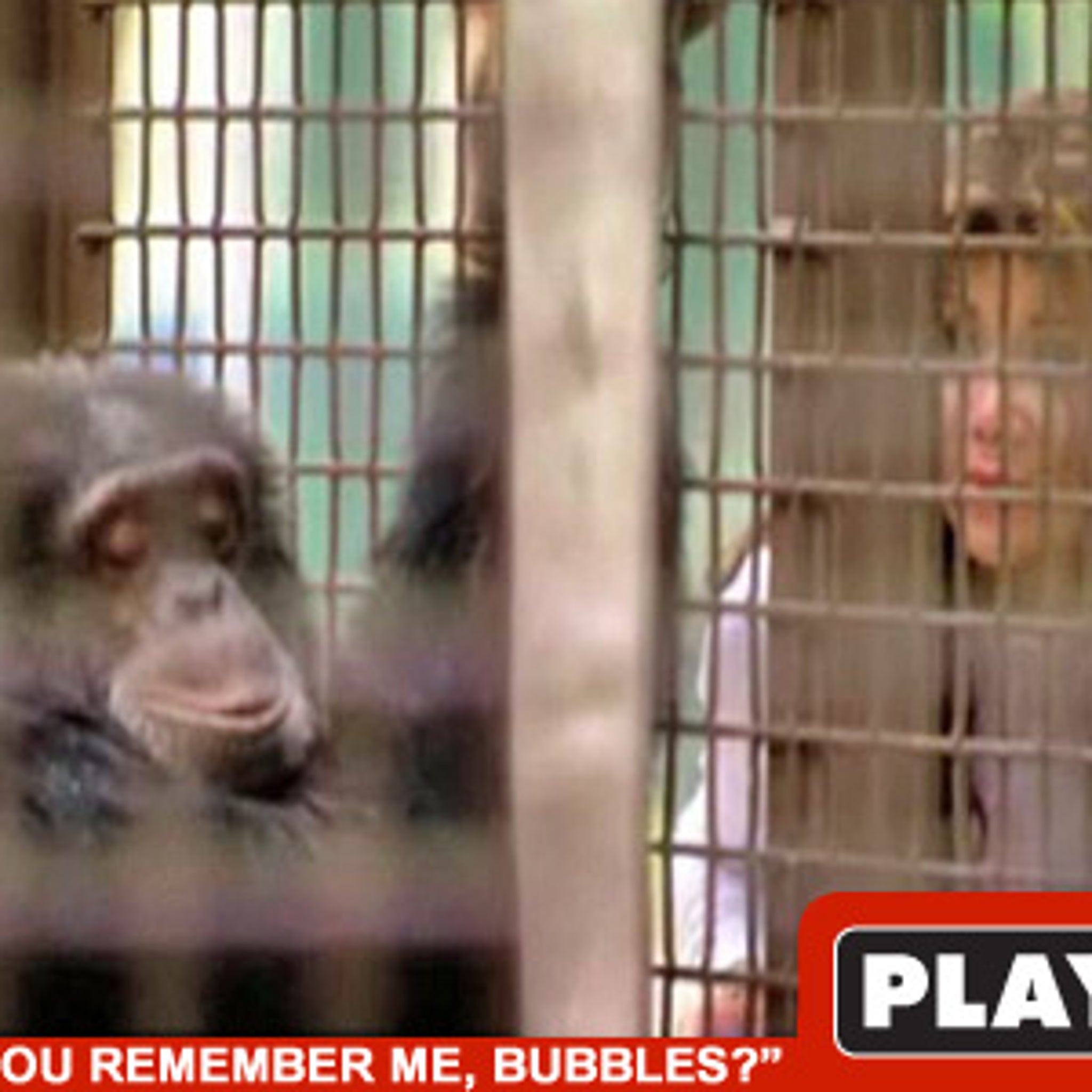 Michael Jackson's pet chimp Bubbles turned 40