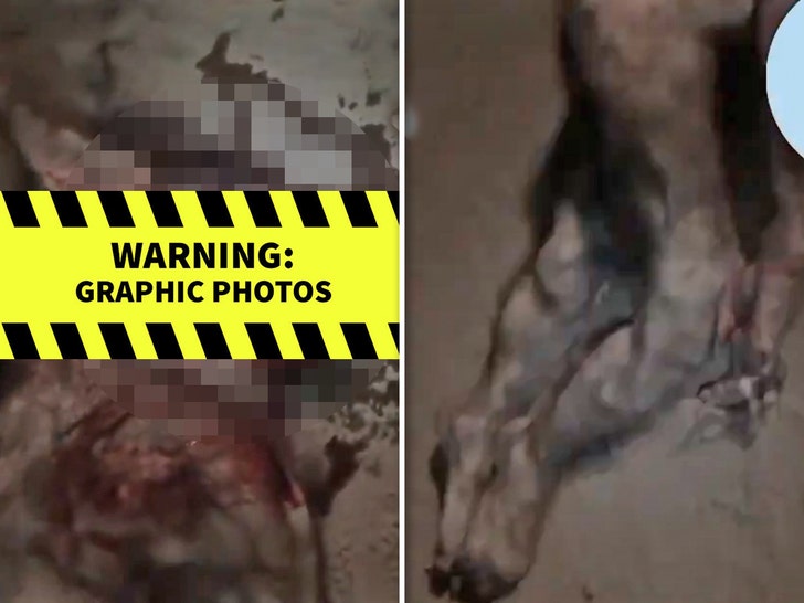Alleged Report of Werewolf Killed in South East Nigeria -- Graphic Photos