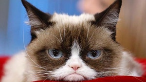 Grumpy Cat Sues Rip-off Companies from the Grave for Copycat Merchandise
