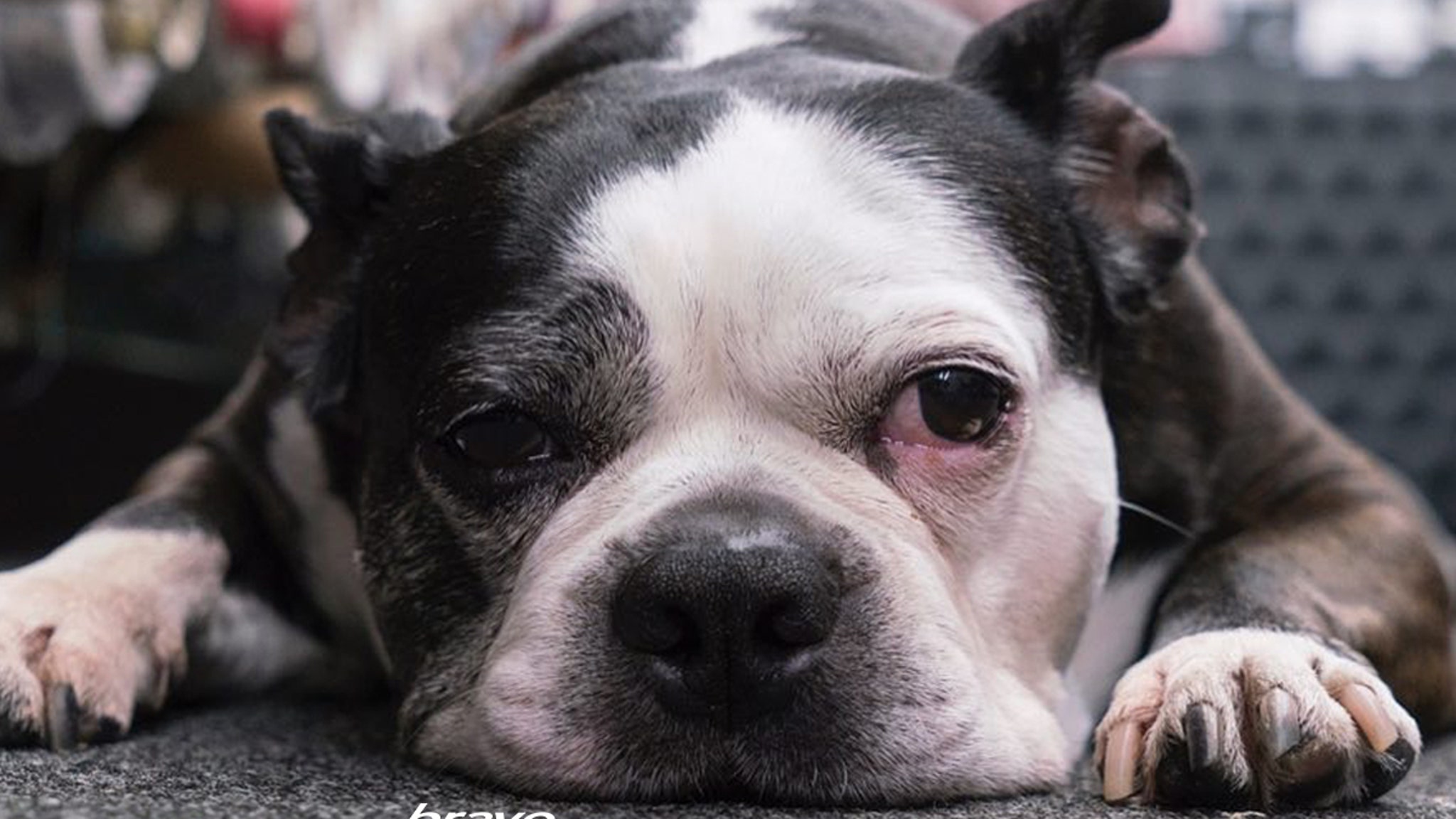 ‘Project Runway’s’ Swatch The Dog Dead At 15