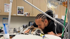 lewis hamilton dog in hospital insta 2