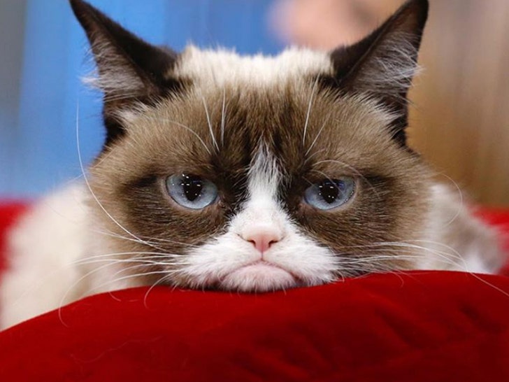 Grumpy Cat's owner quit her day job, but denies claim the crabby feline has  made $100 million - ABC7 Los Angeles