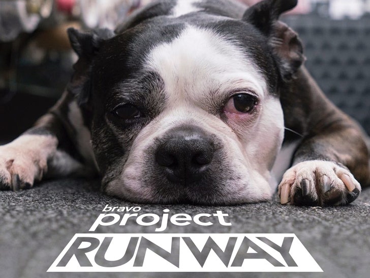 Swatch The Dog From 'Project Runway' Dead