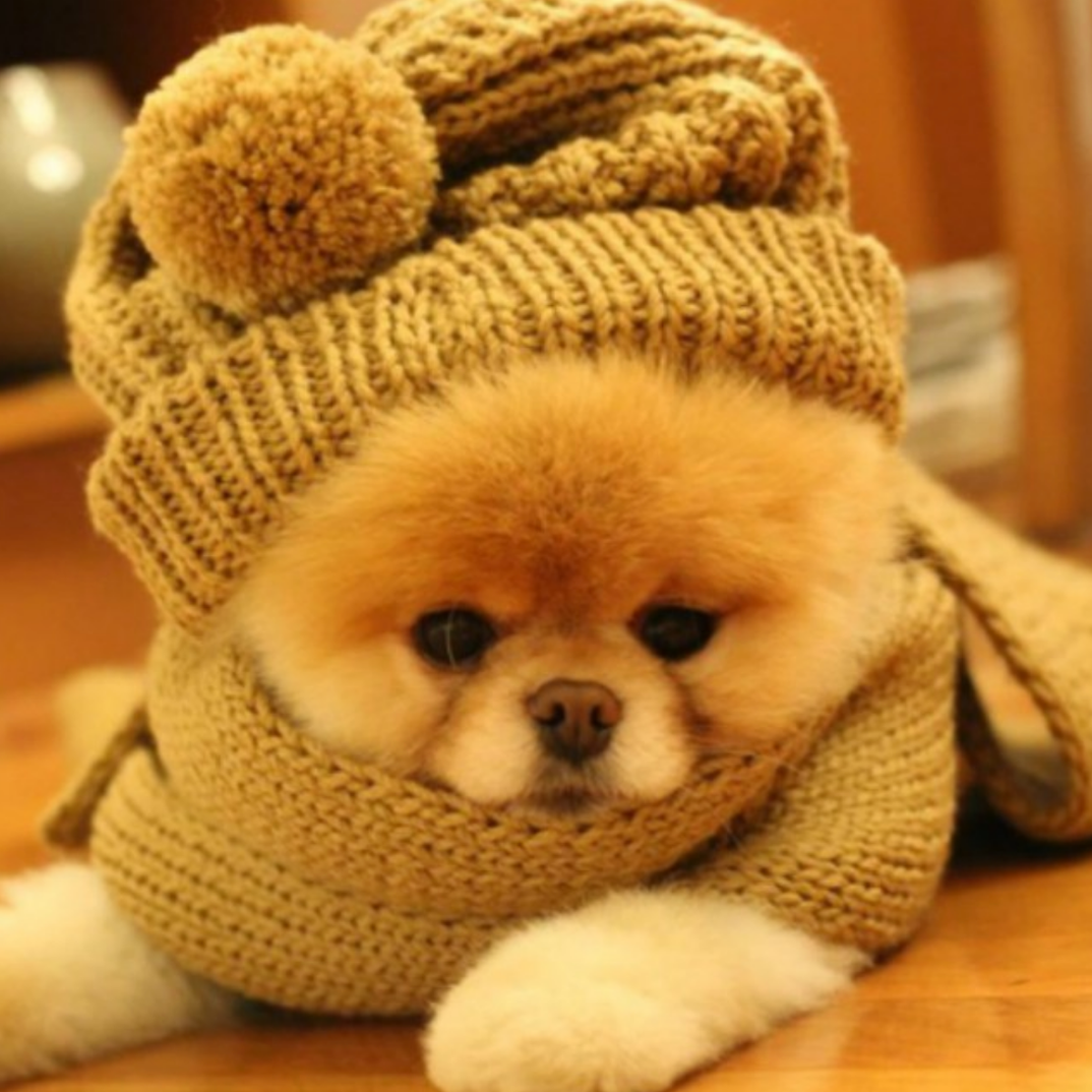 Pomeranian beanie outlet boo