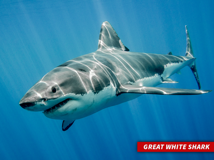 sub  Great White Shark getty