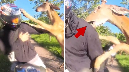 081425_deer_attack_kal_v2