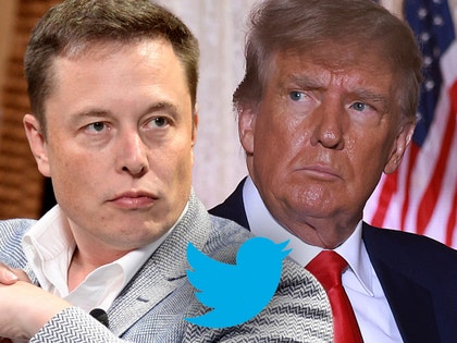 elon musk donald trump