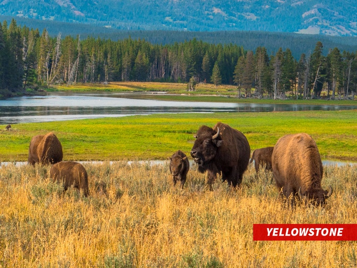 sub-bison-yellowstone-getty-1