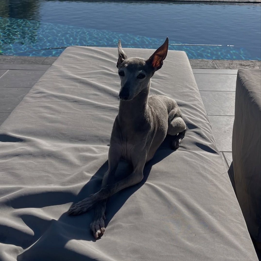 Kylie Jenner Norman Dog 7