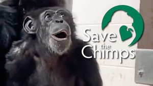chimp sky insta 1