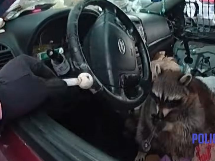 racoon meth pipe 2