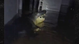 101024_crocodile-primary