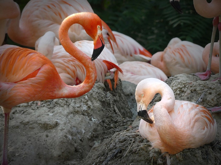 Eşcinsel Flamingo Çift Denver Hayvanat Bahçesinde Ayrıldı