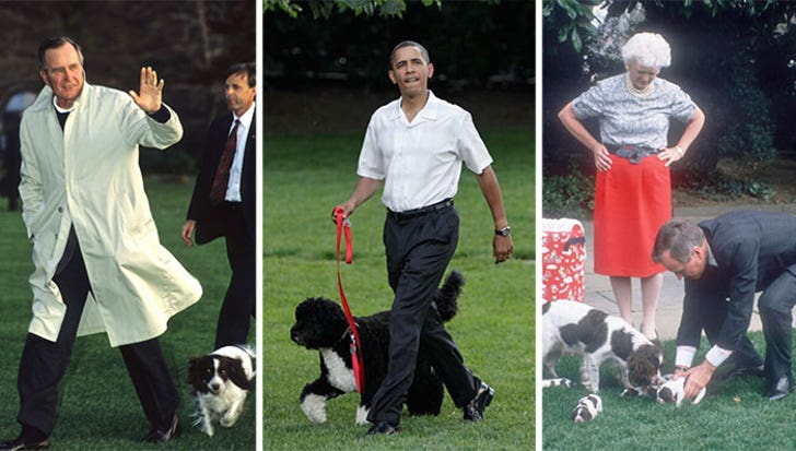 Sunny -- The Presidential Pooch