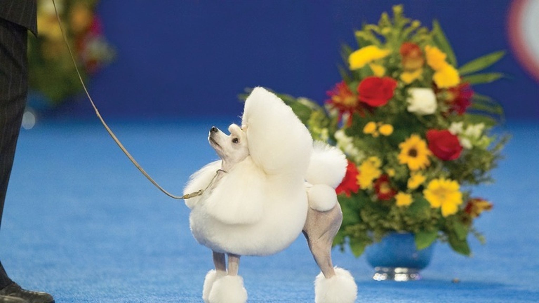 Dogs Rising Stars Best in Show Winners at National Dog Show Presented by Purina