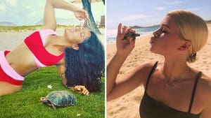 Stars Coming Out Of Their Shell -- Turtle Talk!