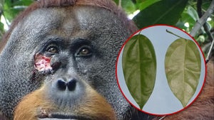 Orangutan Observed Treating Face Wound with Plant, First Documented Case