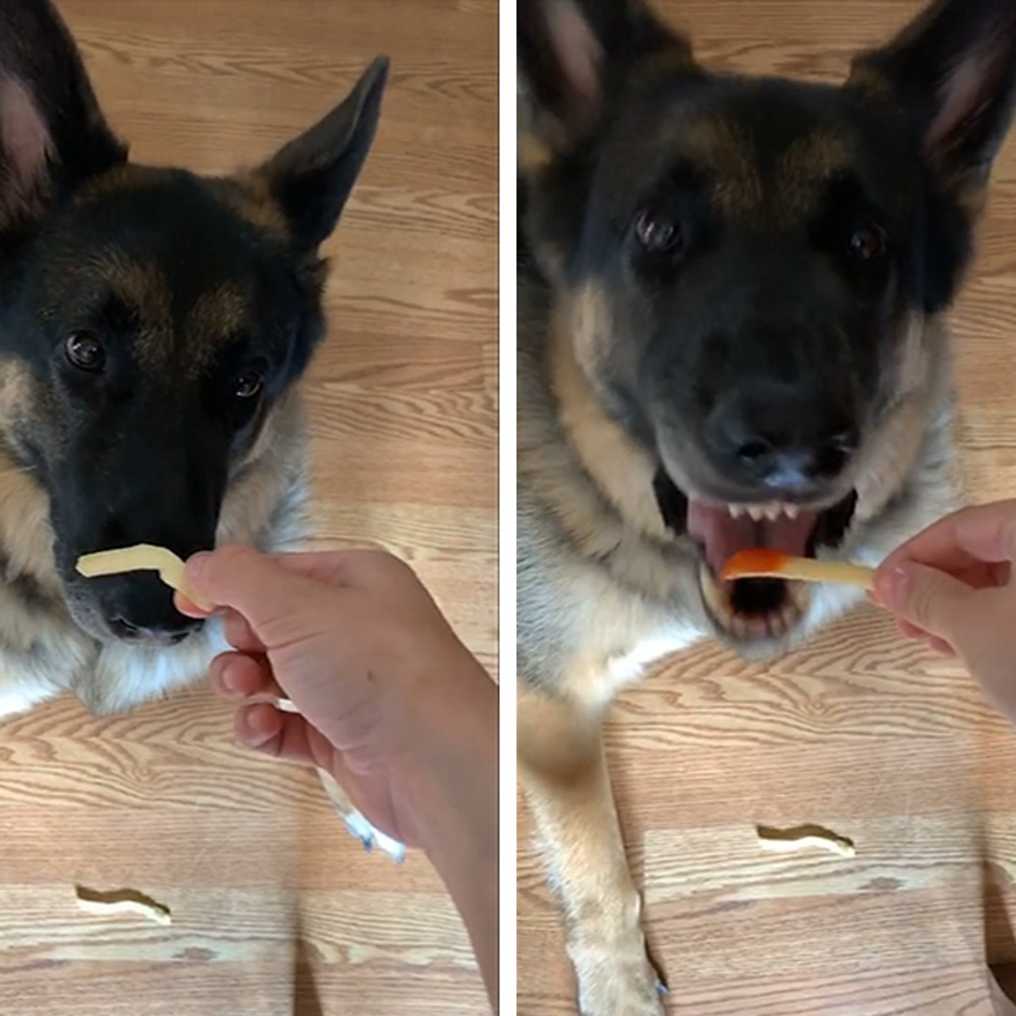 Dog Proves Mcdonald S Fries Taste Way Better With Ketchup