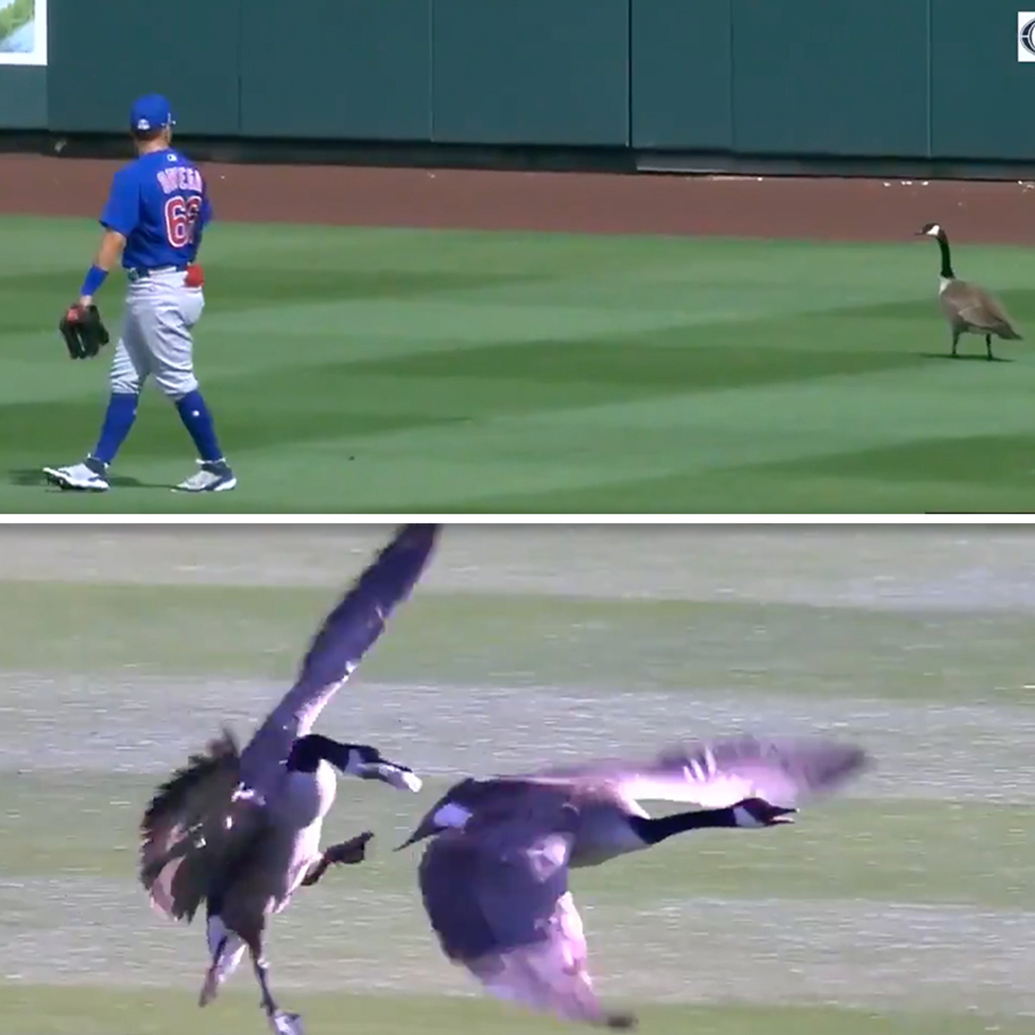 The Randy Johnson bird game, as told by the bird's family