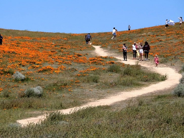 People At The Super Bloom Poppy Fields