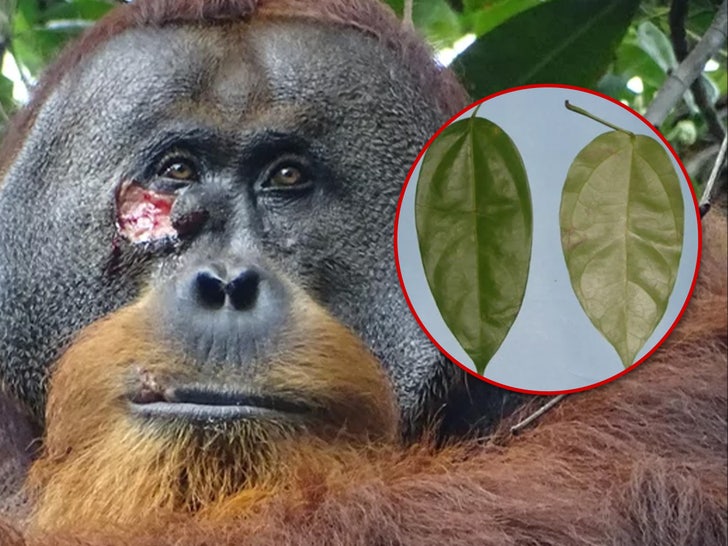 Orangután y medicina