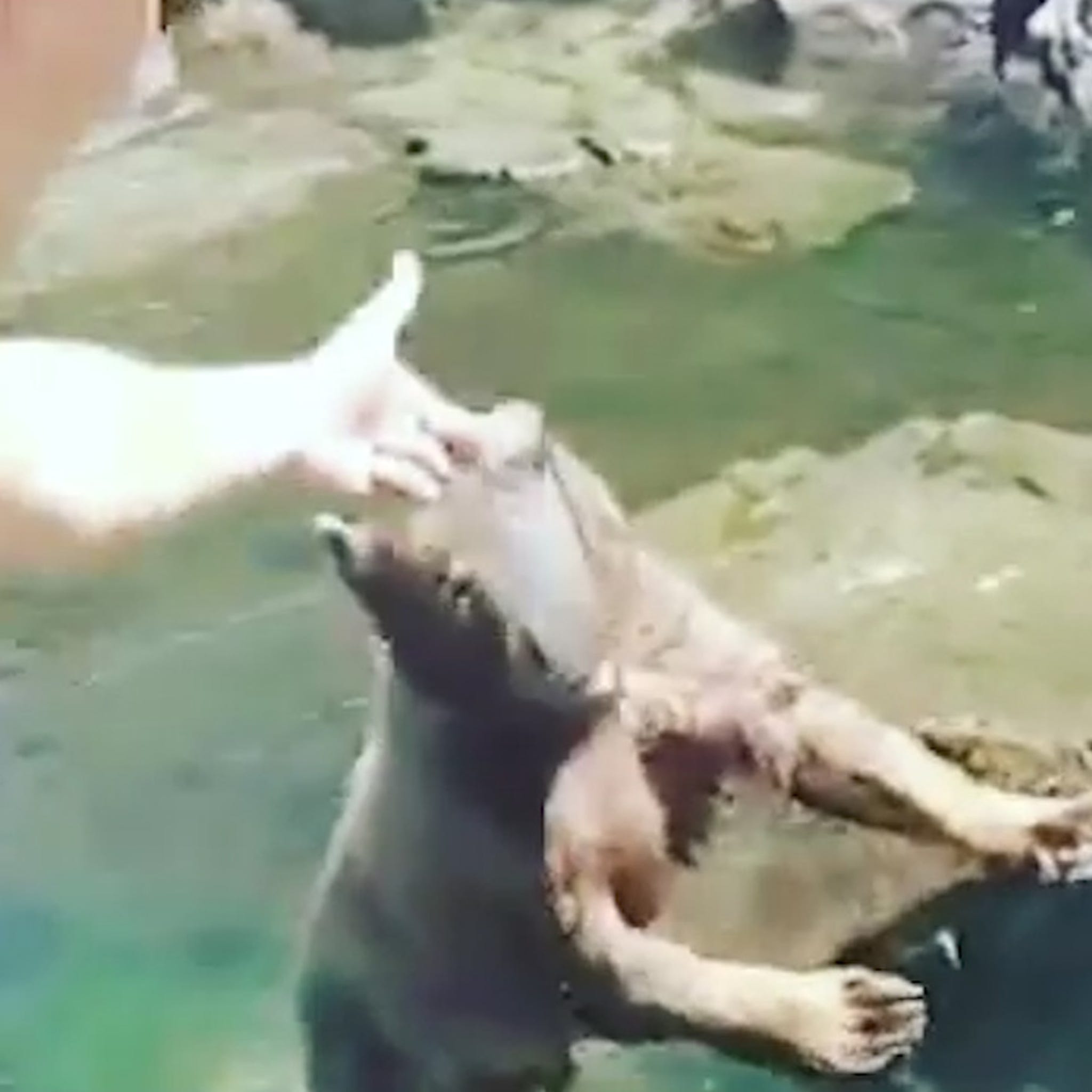 Cowboys' Leighton Vander Esch feeds bear while fishing