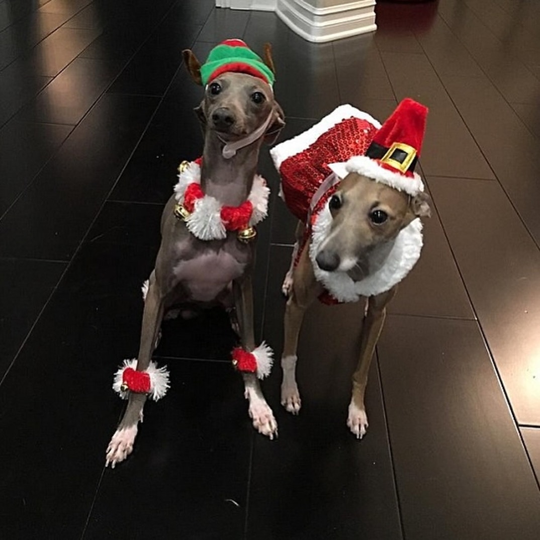 Kylie Jenner Norman Dog 8