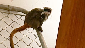 Stolen Monkeys from Dallas Zoo Found in Closet of Abandoned Home