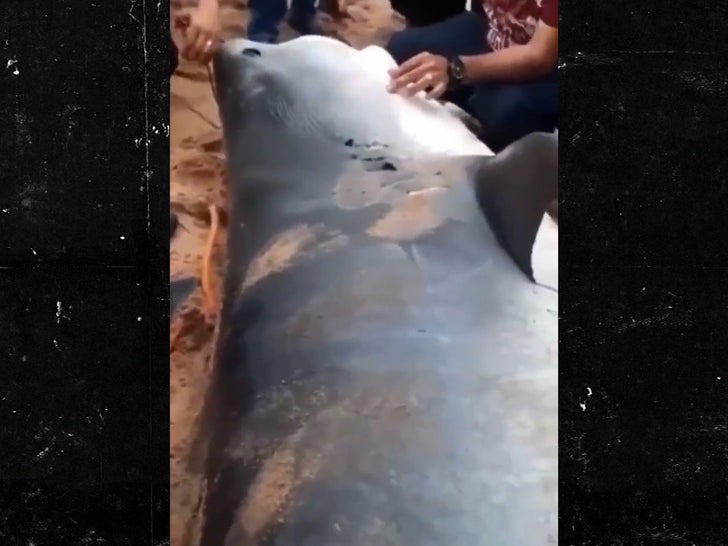 Les autorités capturent et tuent un requin responsable du meurtre d’un homme lors d’une attaque en Égypte