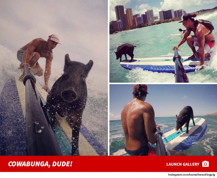 Kama -- Instagram's Surfing Pig