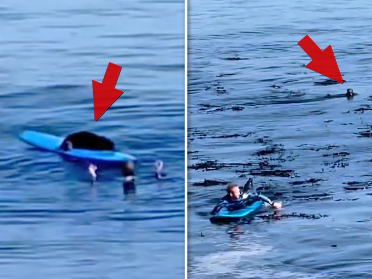 A sea otter is terrorizing California surfers - Los Angeles Times