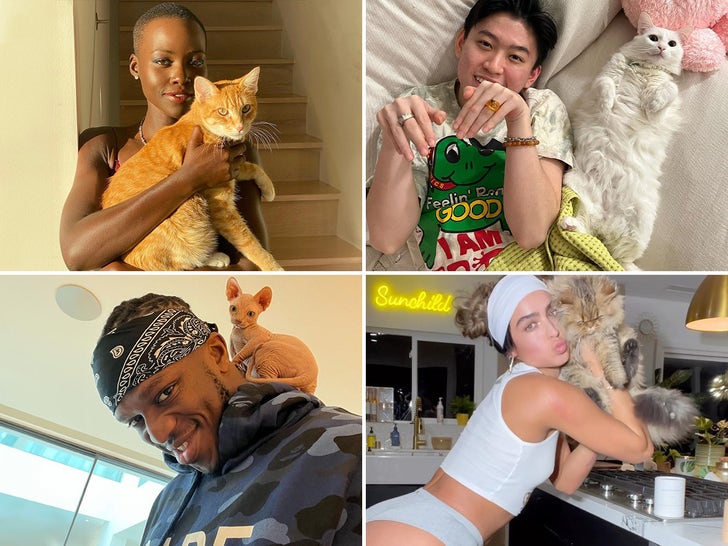 Selebritas dengan Kucing -- Gambar yang Sempurna!