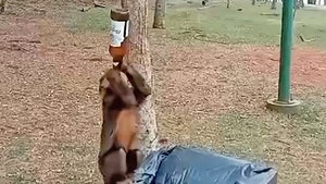 monkey drinking beer news flash 3