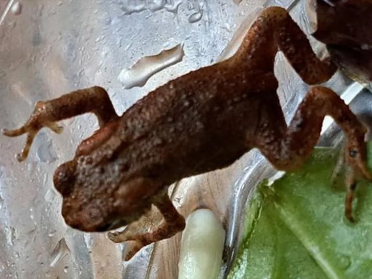 Berkshire Reptile Rescue toad