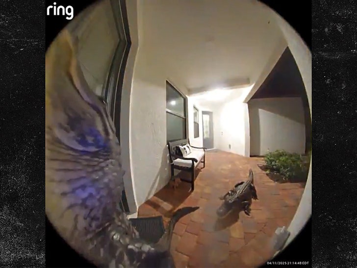 Two Large Alligators Show Up at Front Door of Florida Home, on Video