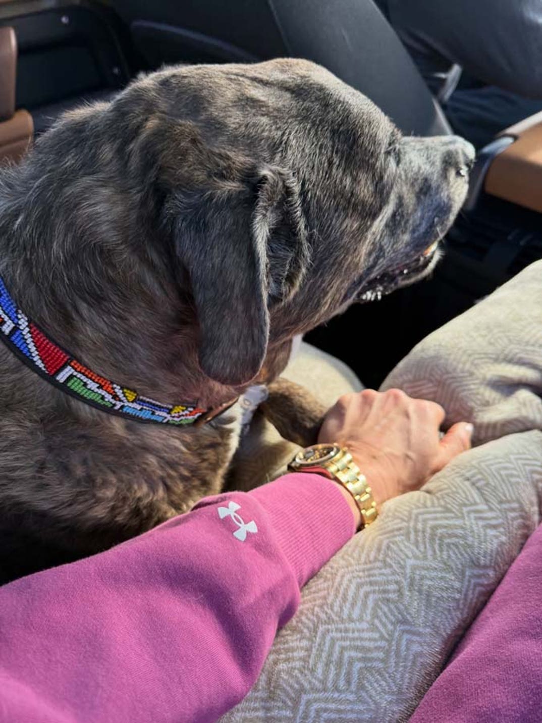 Lindsey Vonn dog