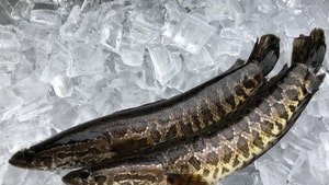 Snakehead Fish Panic Prompts GA to Order Them Killed, 'Hot Vet' Explains