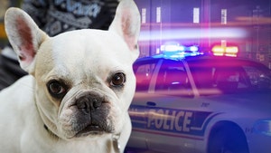 French Bulldog Thefts on Rise, Breeders Say Microchips Could Help
