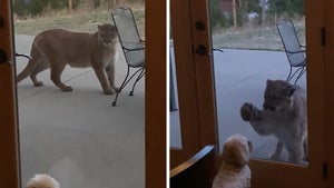 Terrifying Video Of Mountain Lion Coming Face-To-Face With Family Dog