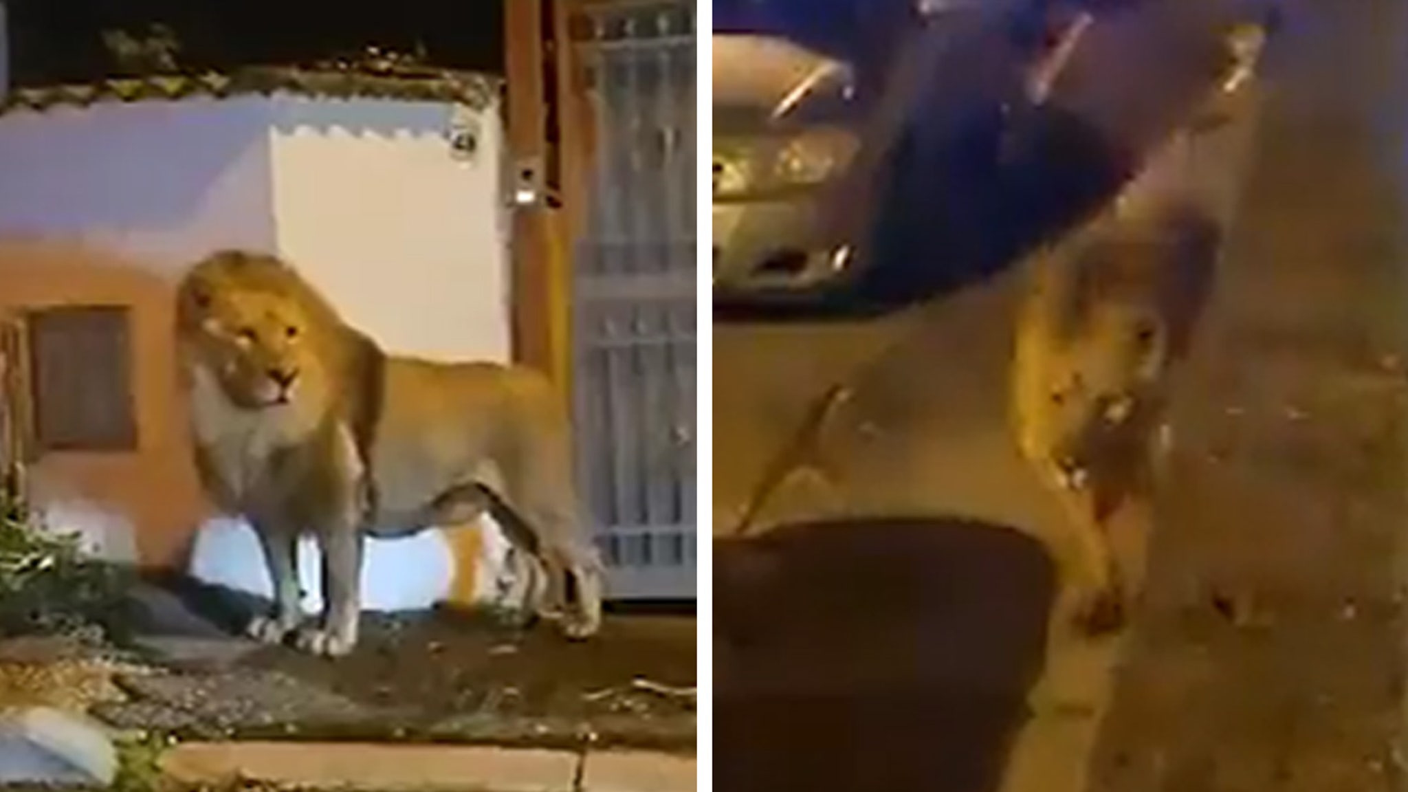 Lion goes on the lam from circus, roams Italian town near Rome 