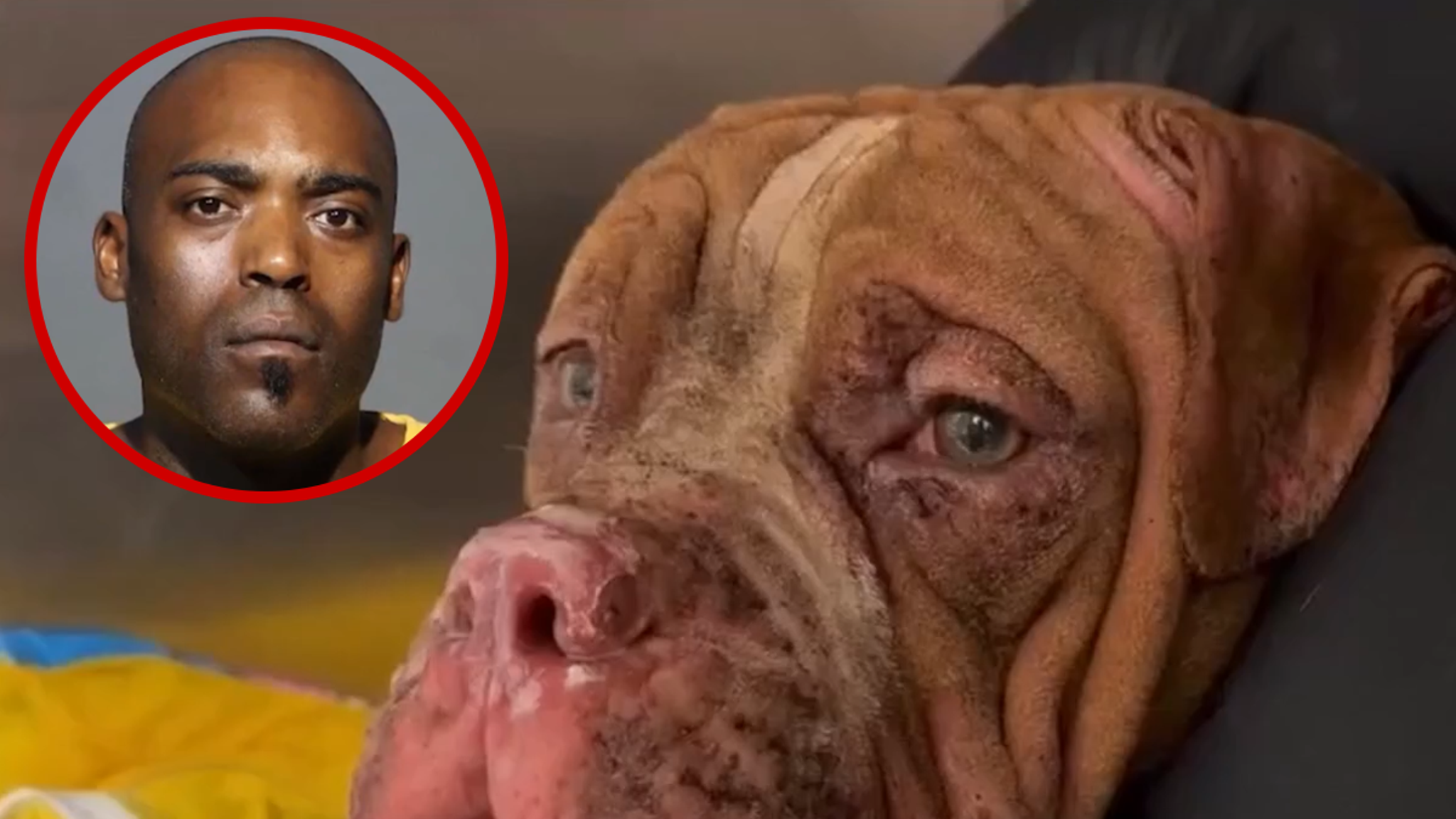 Florida Man Accused of Killing 15 Dogs After Allegedly Setting His Home on Fire