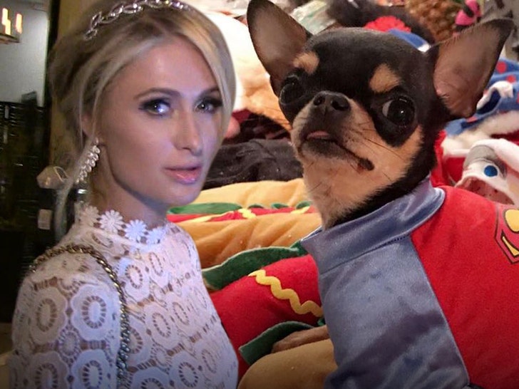 Paris Hilton'un Kayıp Köpeği, Dönüşü İçin Ödül Verdi