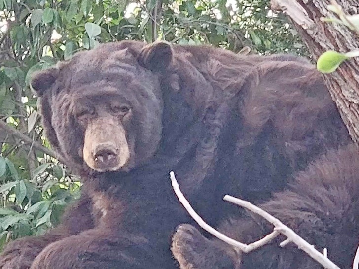 525lb Bear encontrado sob a casa evacuada em Altadena