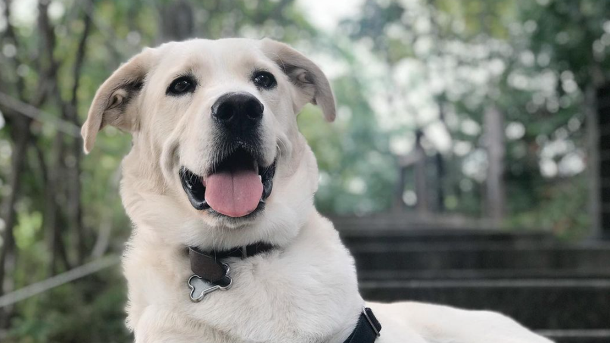 Gordon Sudeikis-Wilde Pup Pics