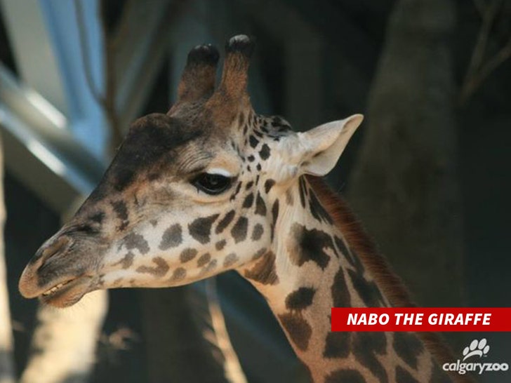 Nabo the giraffe