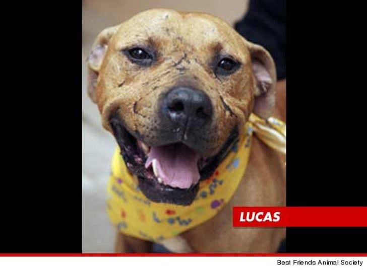 The Found Dogs: The Fates and Fortunes of Michael Vick's Pitbulls