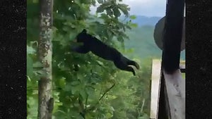 Black Bear Climbs Up Porch, Pulls Off Amazing Flying Leap into Tree