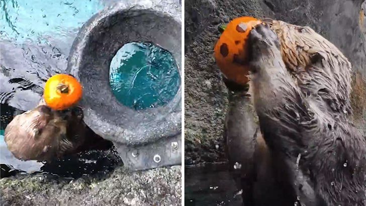 102925_otter_pumpkins_kal