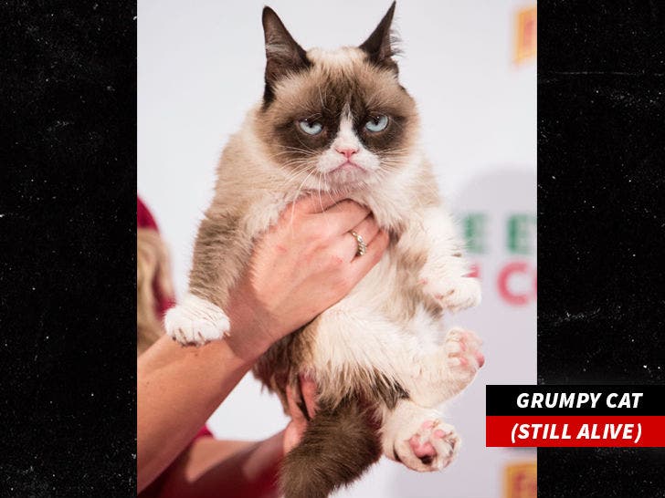 Loki The Sphynx Aka The Grumpiest Cat Dies Unexpectedly